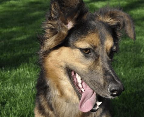 Top German Shepherd Mixed With A Chihuahua You Need To Know