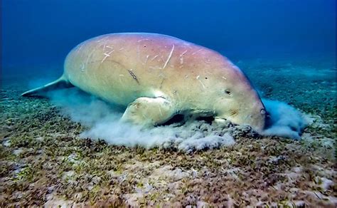 What Do Dugongs Eat Worldatlas