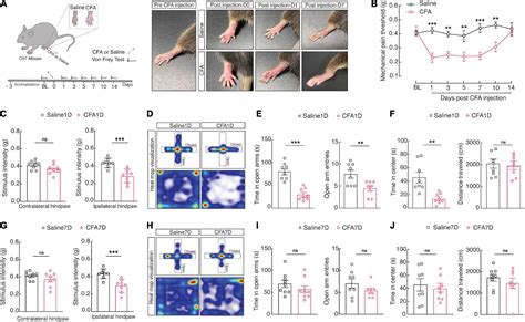 Frontiers Microglial Engulfment Of Spines In The Ventral Zona Incerta