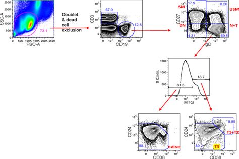 B Cell Subset Definitions By Flow Cytometry Switched Memory Sm Download Scientific Diagram