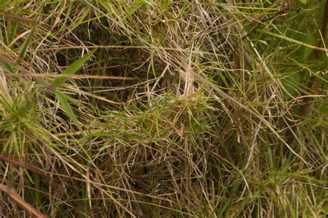 Hawaii Grass Atlas