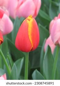 Keukenhof Tulip Festival Amsterdam 2023 Stock Photo 2308745891 | Shutterstock