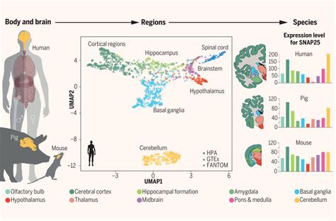 Researchers Create Atlas Of Protein Coding Genes In Mammalian Brain