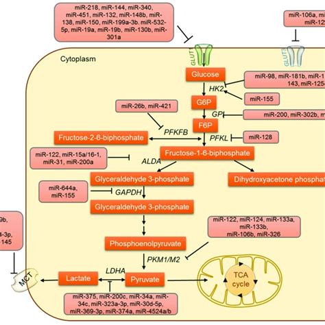 The Regulation Of Glucose Uptake Glucose Oxidation And Lactate