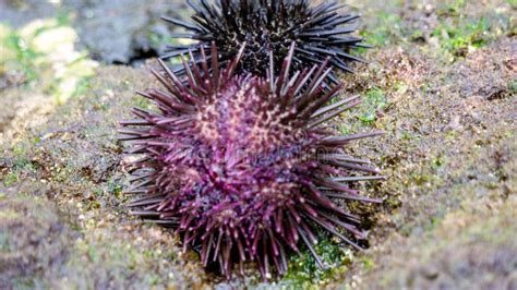 Sea Urchin Landak Laut Bulu Babi About 950 Species Of Sea Urchin