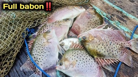 Cara Mancing Ikan Kiper Babon Di Muara Rabbit Fish Fishing Youtube