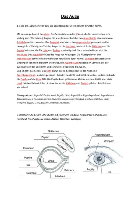 Das Auge Arbeitsblatt Lernen Tipps Schule Anatomie Lernen Biologie