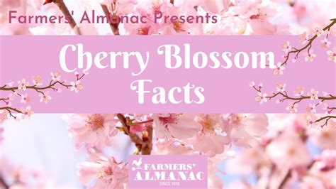 Cherry Blossom Facts Youtube