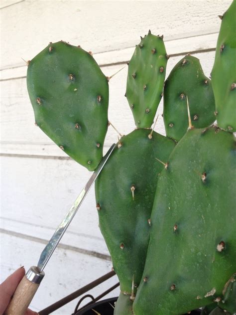 How To Propagate Cactus And Succulent Cuttings Bc Guides