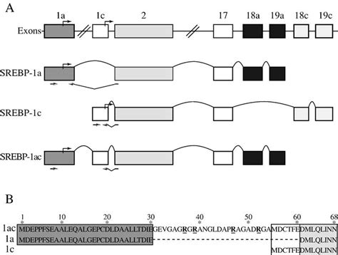 Schematic Representation Of The Exon Intron Structure Of The Srebp