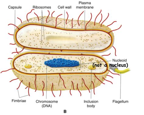 Bacteriology Flashcards Quizlet