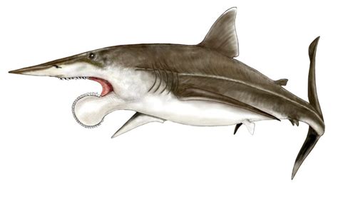 Meet the Prehistoric Shark With a Buzzsaw On Its Face