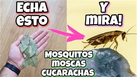 APLICA esto y en 2 HORAS no tendrás más moscas mosquitos y cucarachas