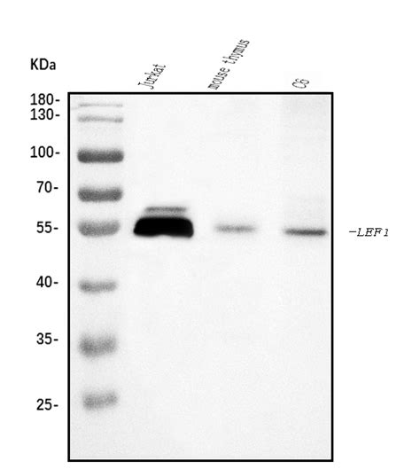 Anti Lef Antibody Picoband Bosterbio