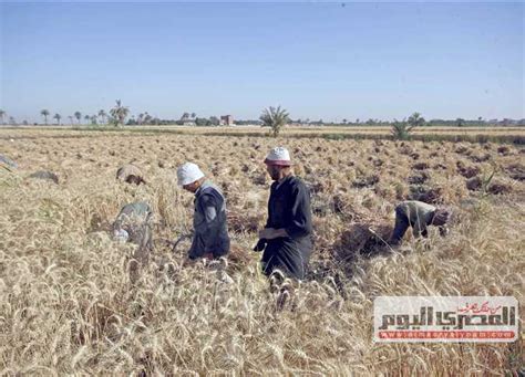 القمح بدء موسم حصاد الخير المصري اليوم