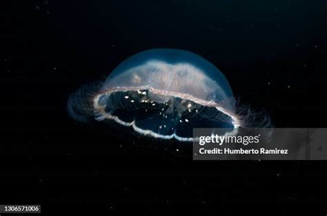 905 Moon Jellyfish Habitat Stock Photos, High-Res Pictures, and Images - Getty Images