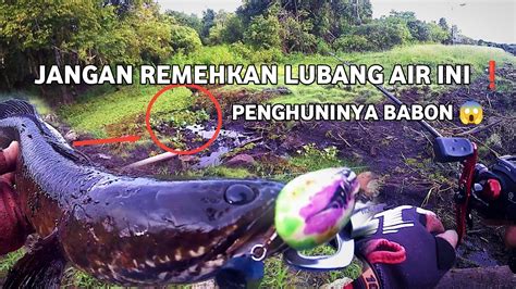 Misi Penyelamatan Ikan Gabus Saat Air Mulai Surut Gabus Babon Jalai