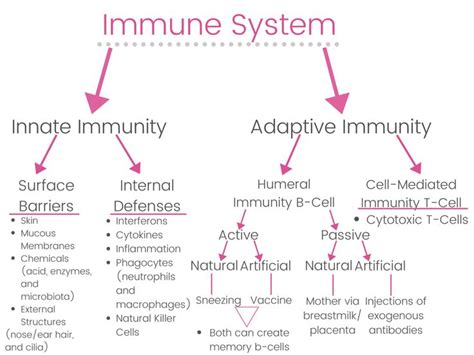 Immune System Flow Chart Basic Anatomy And Physiology Nurse Study