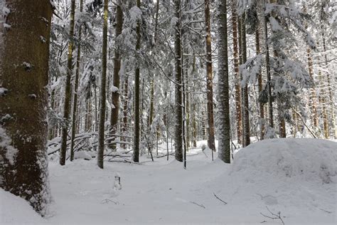 Banco De Imagens Floresta Bávara Bavaria Bonita Dom Plantar Neve