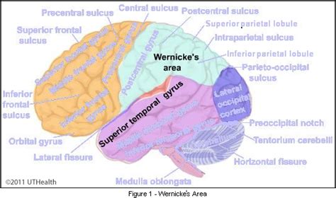 Neuroanatomy Online Lab 1 Overview Of The Nervous System Cerebral