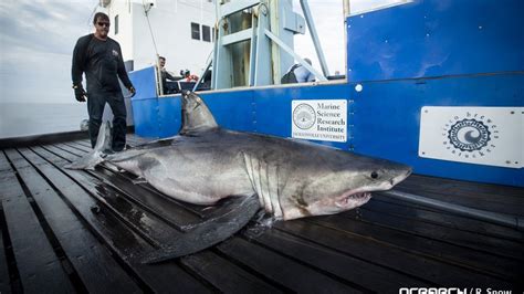 10 Foot Great White Shark Miss May Spotted Off Cape May Coast Fox