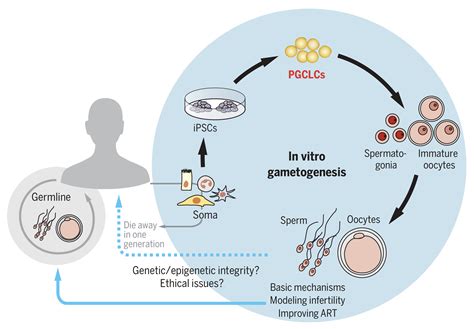 Review Mammalian In Vitro Gametogenesis Ashbi Institute For The