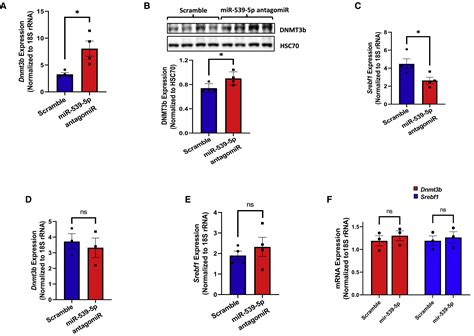 Mir P Regulates Srebf Transcription In The Skeletal Muscle Of