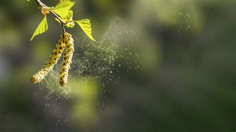 Heuschnupfen Warum man Allergie behandeln sollte Kölner News Journal