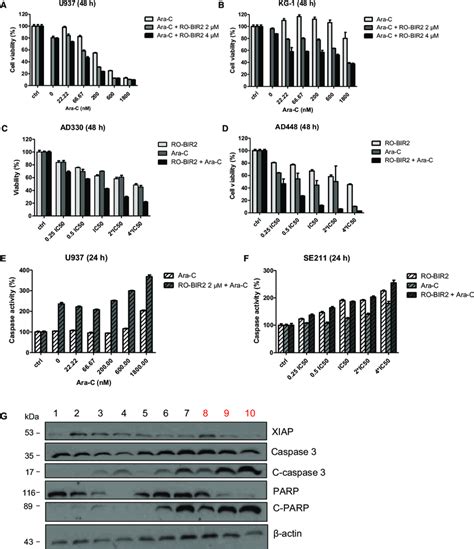 Ro Bir2 And Ara C Is Synergistic In Aml Cell Lines And Primary Aml