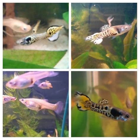 Guppy Endler Yellow Tiger Uncompagnon Fr