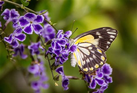 Butterfly Insect Black Free Photo On Pixabay Pixabay