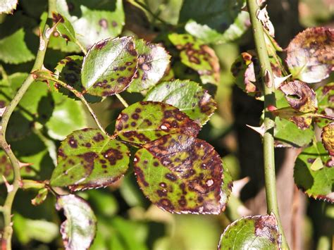 How to Treat and Prevent Black Spots on Roses