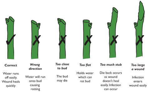 Pruning Te Kura Horticulture