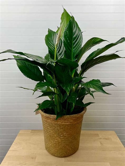 Indoor Peace Lily Plant | Calumet Floral & Gifts