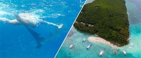 Oslob Whale Shark Watching Sumilon Island Sandbar Tour Island Trek