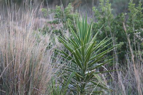 Spineless Yucca From Carletonville 2499 South Africa On December 7