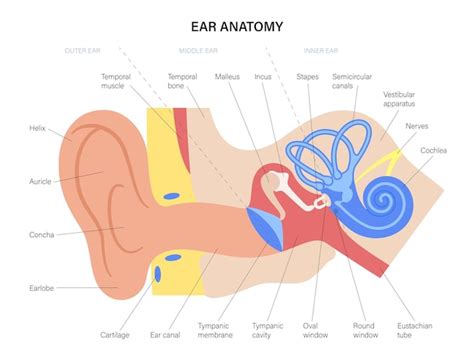 Premium Vector | Ear anatomy diagram