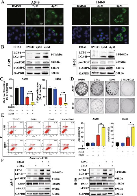 Eoai Treatment Activated Autophagy A Immunofluorescence Of Lc3 A549