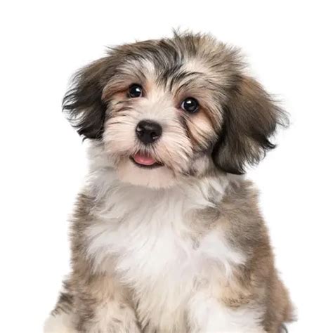 Registered Havanese Puppies for Sale near You!