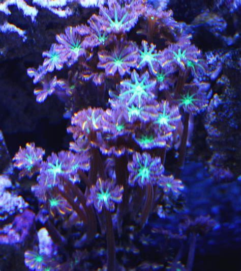 Clove Polyps Reef Aquarium