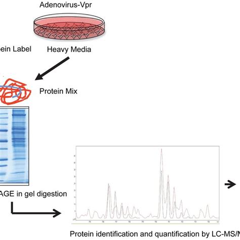 Experimental Strategy For Silac Based Proteomics Pma Differentiated