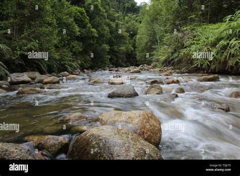 Sungai Chiling Fish Sanctuary Kuala Kubu Selangor Malaysia Stock