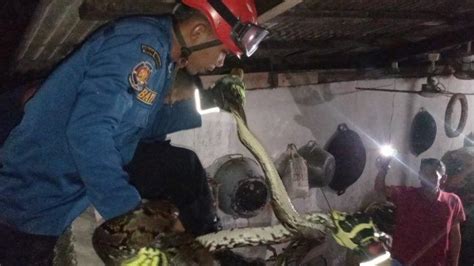 Malam Malam Ular Sanca 3 5 Meter Nangkring Di Tembok Rumah Bikin Geger