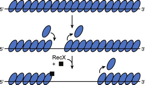 A Filament Capping Mechanism For RecX Protein The Figure Is Available