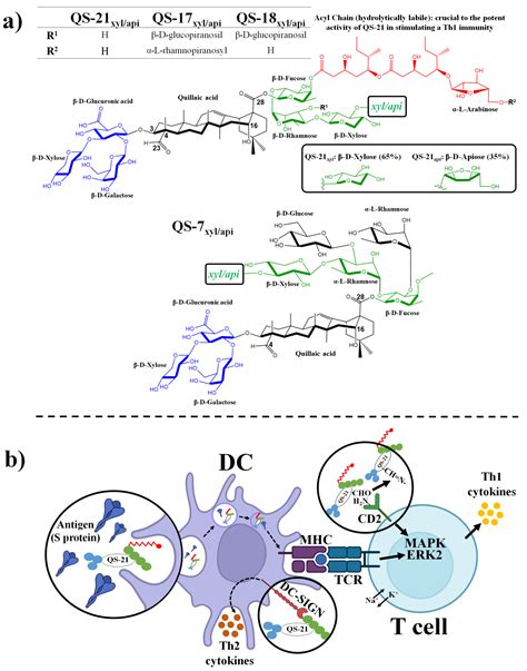 Pharmaceutics Free Full Text Saponins Research Progress And Their