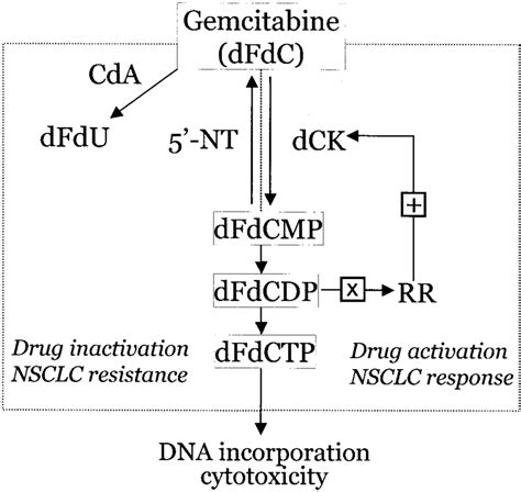 Intracellular Metabolism Of Gemcitabine Dfdc To Difluorodeoxyuridine