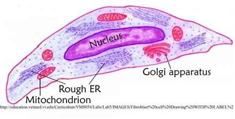 Muscle cell diagram