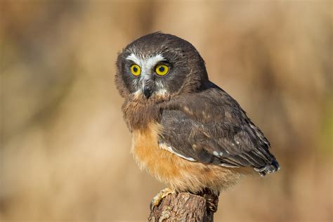 The Northern Saw Whet Owl