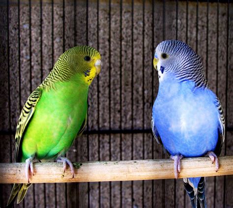 Parakeet Budgie Parrot Bird Tropical Wallpapers Hd Desktop