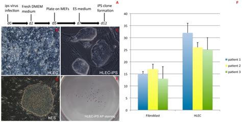 Hlecs Were Infected With Lentiviruses Carrying Dna Constructs Encoding